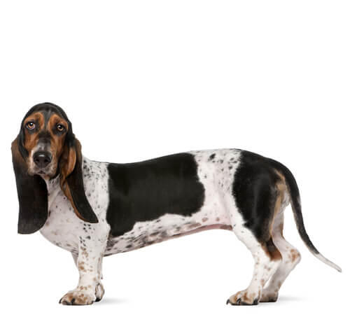 Basset Hound Dog Breed Information Purina
